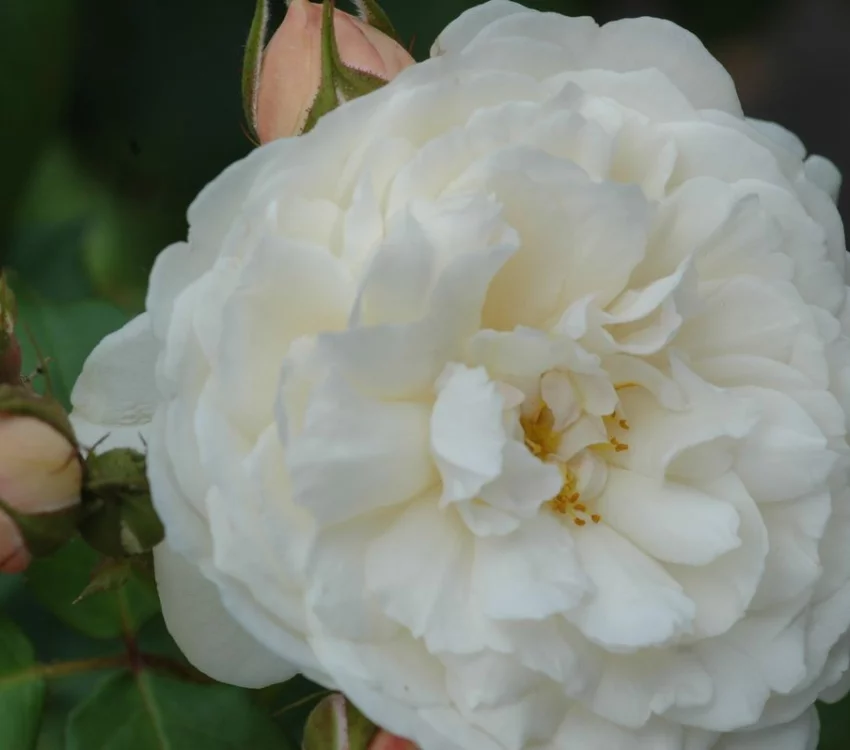 Rosier WILLIAM and CATHERINE ® Ausrapper - Rosiers anglais