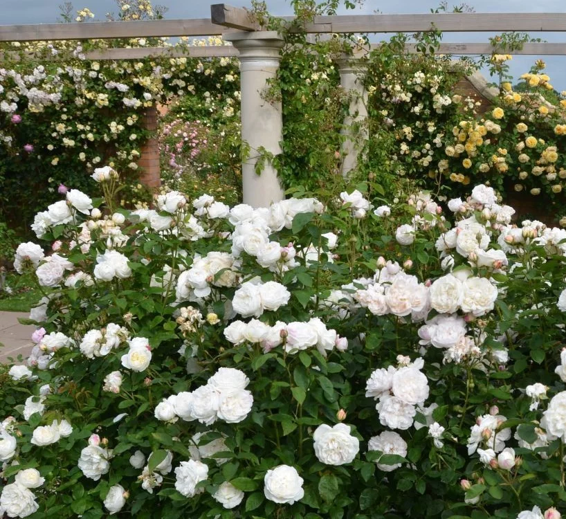WINCHESTER CATHEDRAL ® Auscat - Rosiers anglais