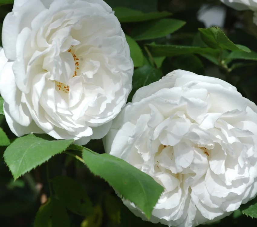 WINCHESTER CATHEDRAL ® Auscat - Rosiers anglais