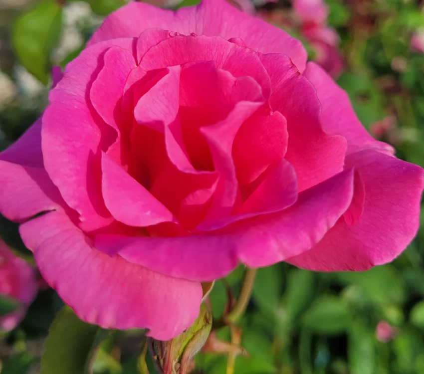Rosier ZEPHIRINE DROUHIN