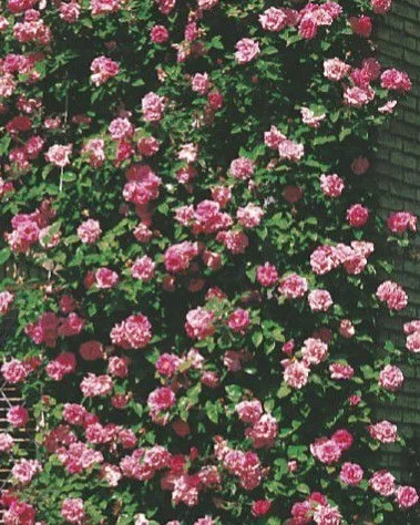 Rosier ZEPHIRINE DROUHIN - Rosiers grimpants