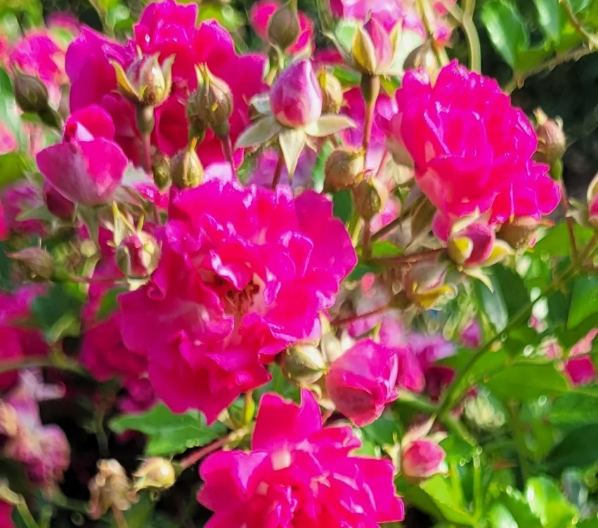 Rosier SUPER EXCELSA