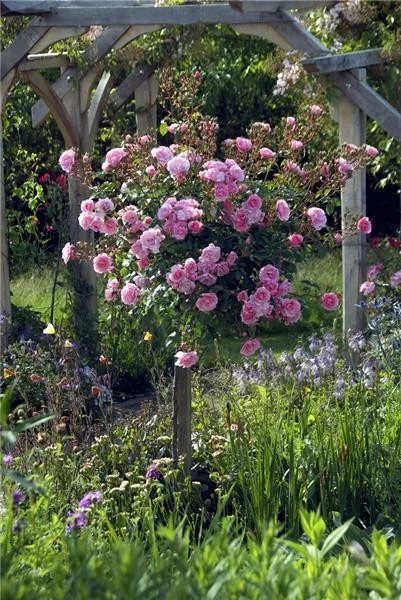 Rosier TIGE 100 cm BONICA ® Meidomonac - Rosiers tiges et pleureurs