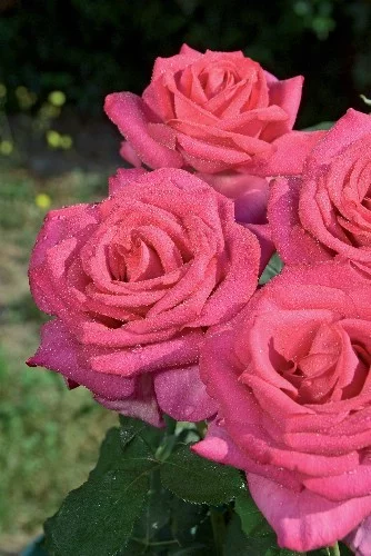 Rosier XXL® Korbilant - Rosiers à grandes fleurs