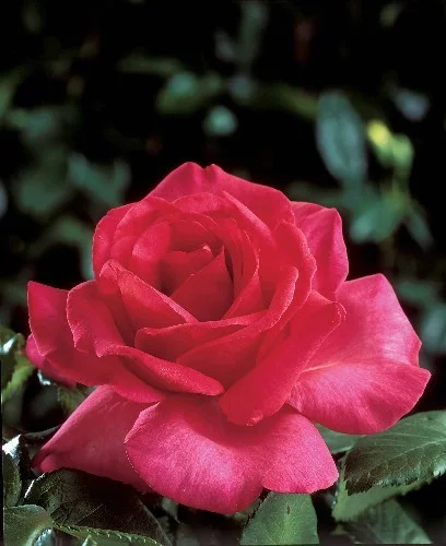 Rosier XXL® Korbilant - Rosiers à grandes fleurs