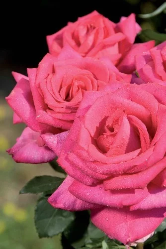 Rosier XXL® Korbilant - Rosiers à grandes fleurs