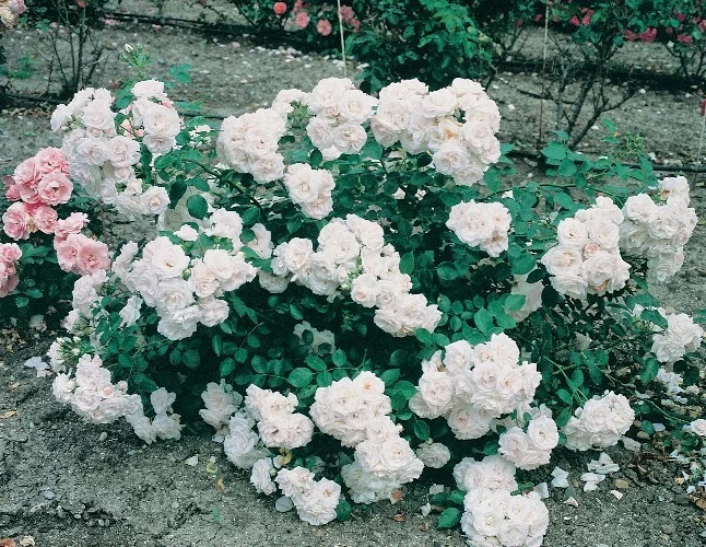 Rosier TIGE 100 cm Aspirin ® Taniripsa