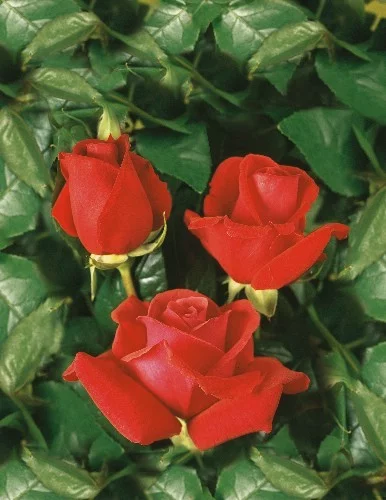 Rosier TIGE 100 cm  Tanellis synonyme Nuage Parfumé