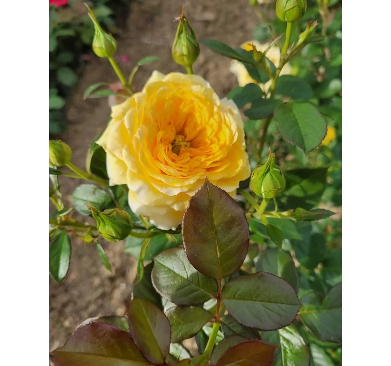 Rosier Mélissandre® Reuyolk - Rosiers à grandes fleurs