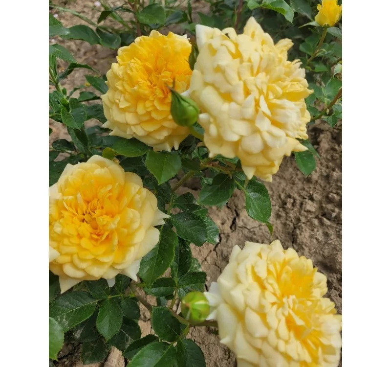 Rosier Mélissandre® Reuyolk - Rosiers à grandes fleurs
