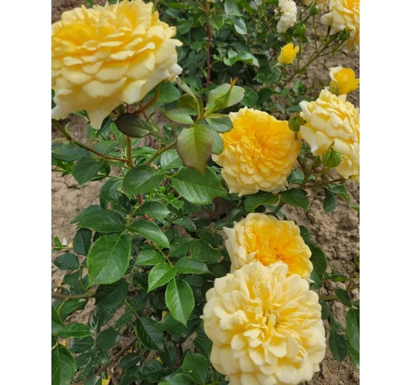Rosier Mélissandre® Reuyolk - Rosiers à grandes fleurs