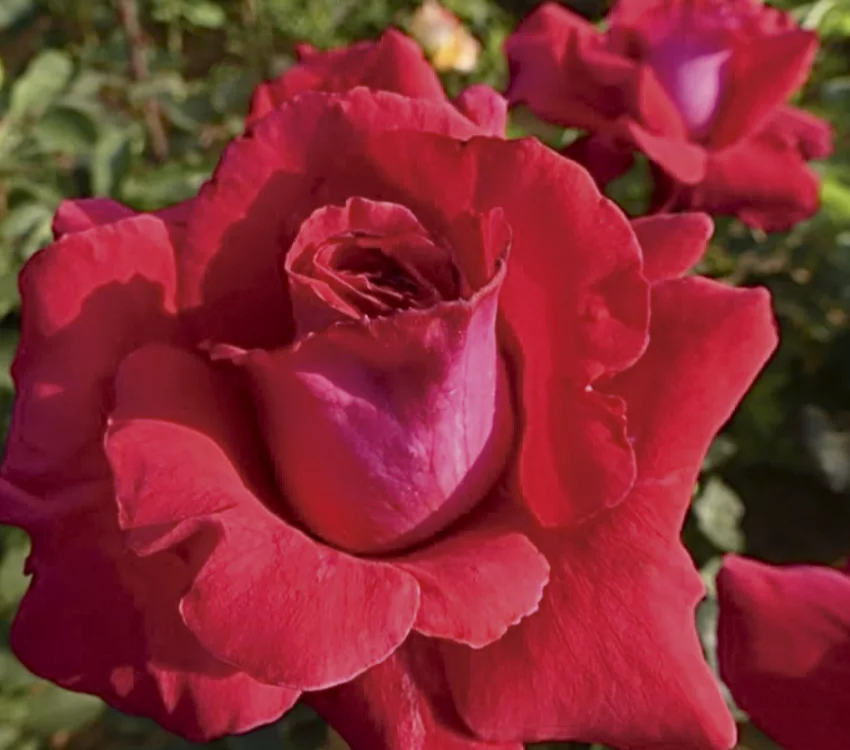 Rosier Azimut® Oralonbra - Rosiers grimpants