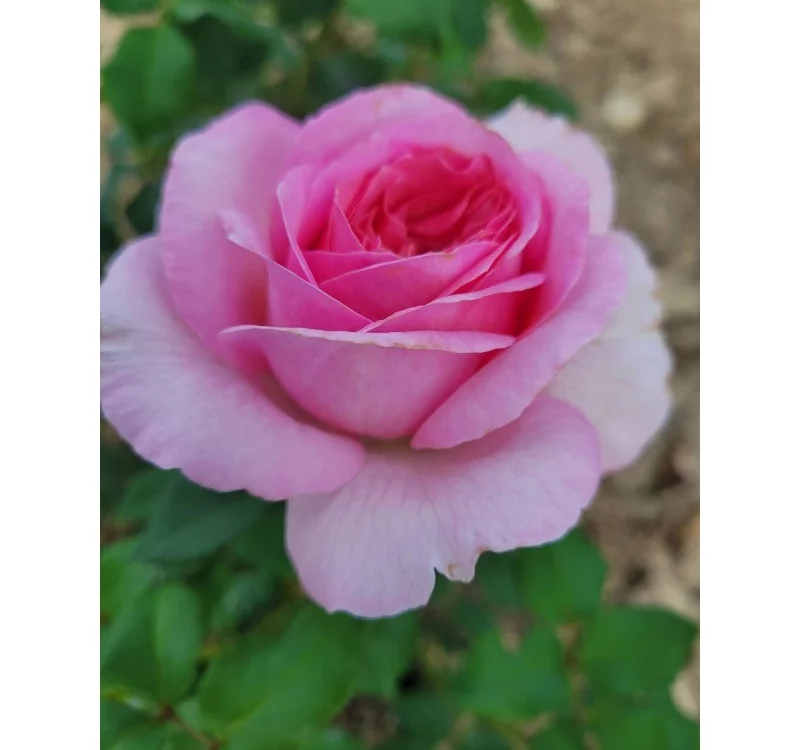 Rosier Madrigal® Oragidel - Rosiers à grandes fleurs