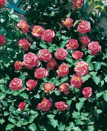 Rosier Roxane Gpt® Lapdalsar