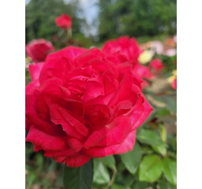 Rosier Laure Calamy® Fel 14013 - Rosiers à grandes fleurs
