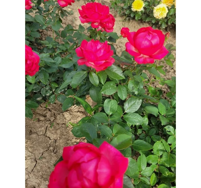 Rosier Laure Calamy® Fel 14013 - Rosiers à grandes fleurs