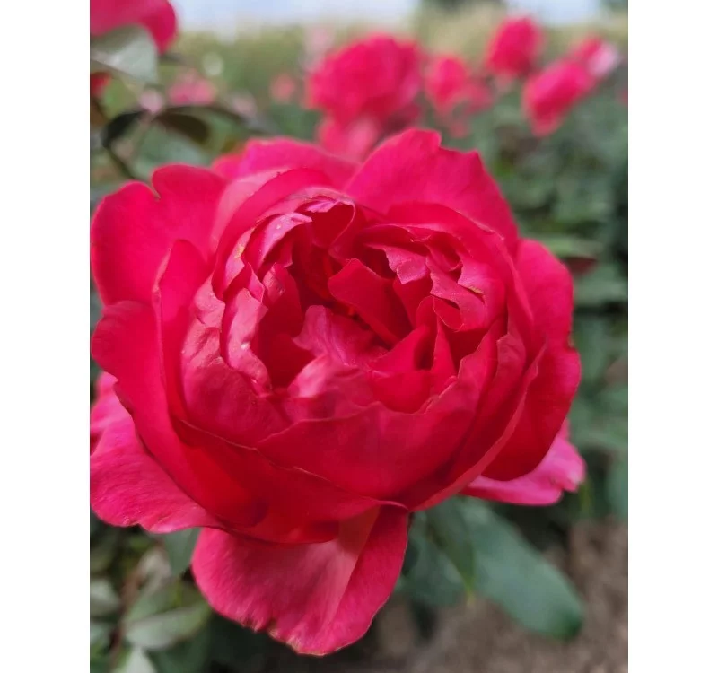 Rosier Laure Calamy® Fel 14013 - Rosiers à grandes fleurs
