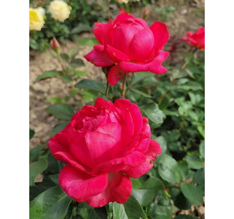 Rosier Laure Calamy® Fel 14013 - Rosiers à grandes fleurs