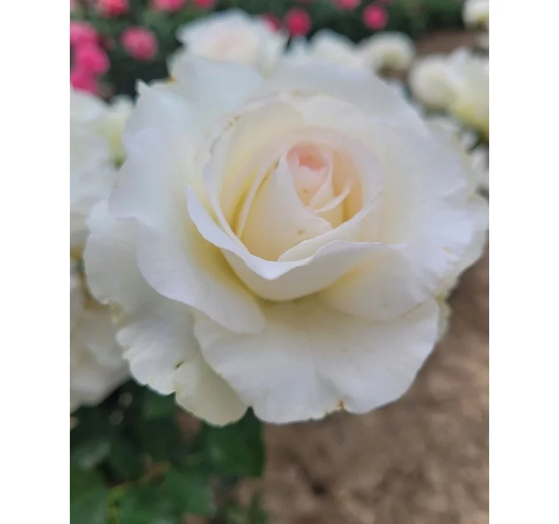 Rosier Niharika® Ora 72-09 - Rosiers à grandes fleurs