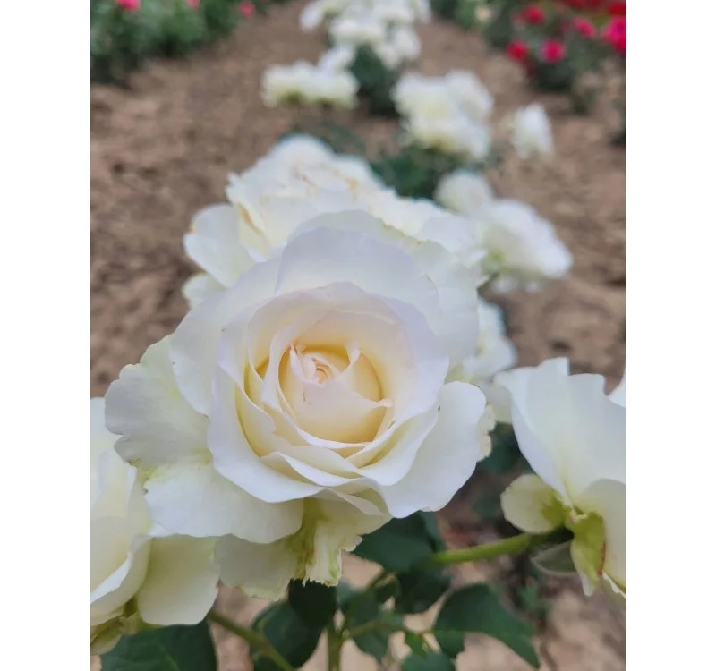 Rosier Niharika® Ora 72-09 - Rosiers à grandes fleurs