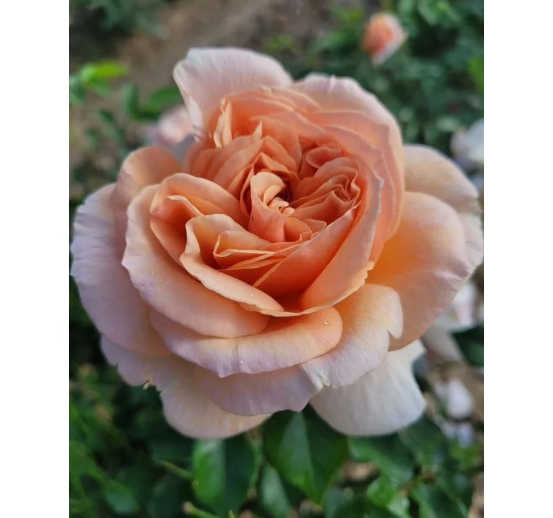 Rosier Nomzamo® Ludjealous - Rosiers à grandes fleurs