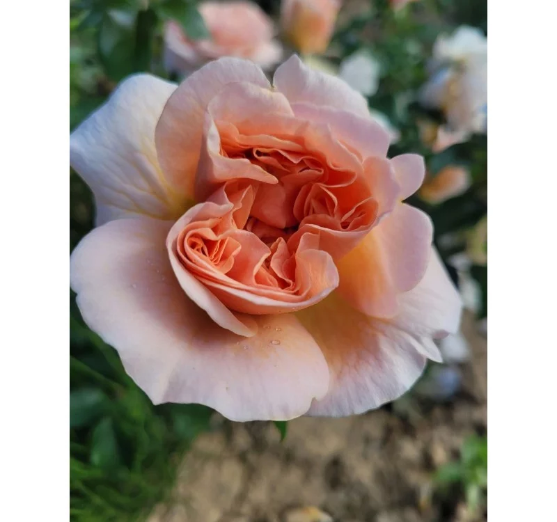 Rosier Nomzamo® Ludjealous - Rosiers à grandes fleurs