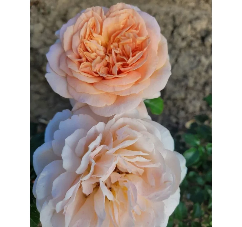 Rosier Nomzamo® Ludjealous - Rosiers à grandes fleurs