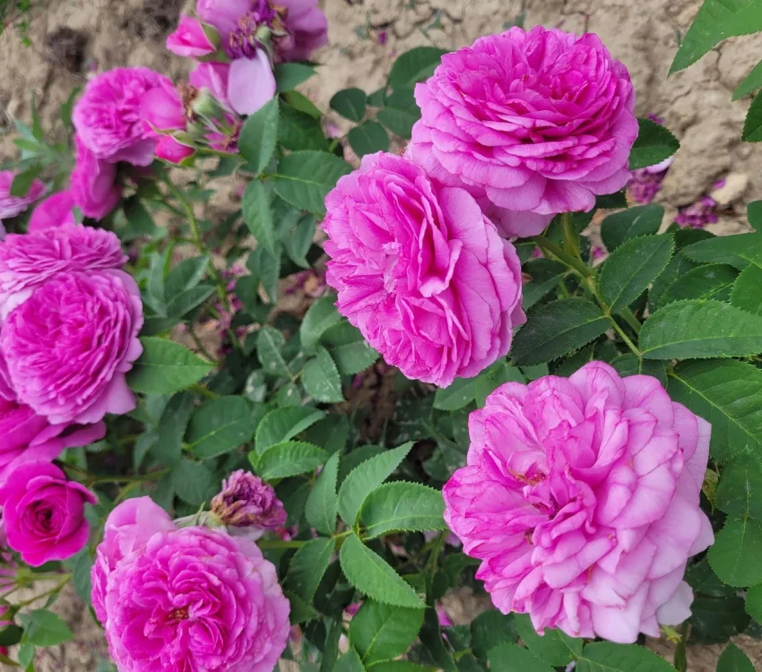 Rosier La pyramide Fernand Point® Orapriki - Rosiers arbustifs