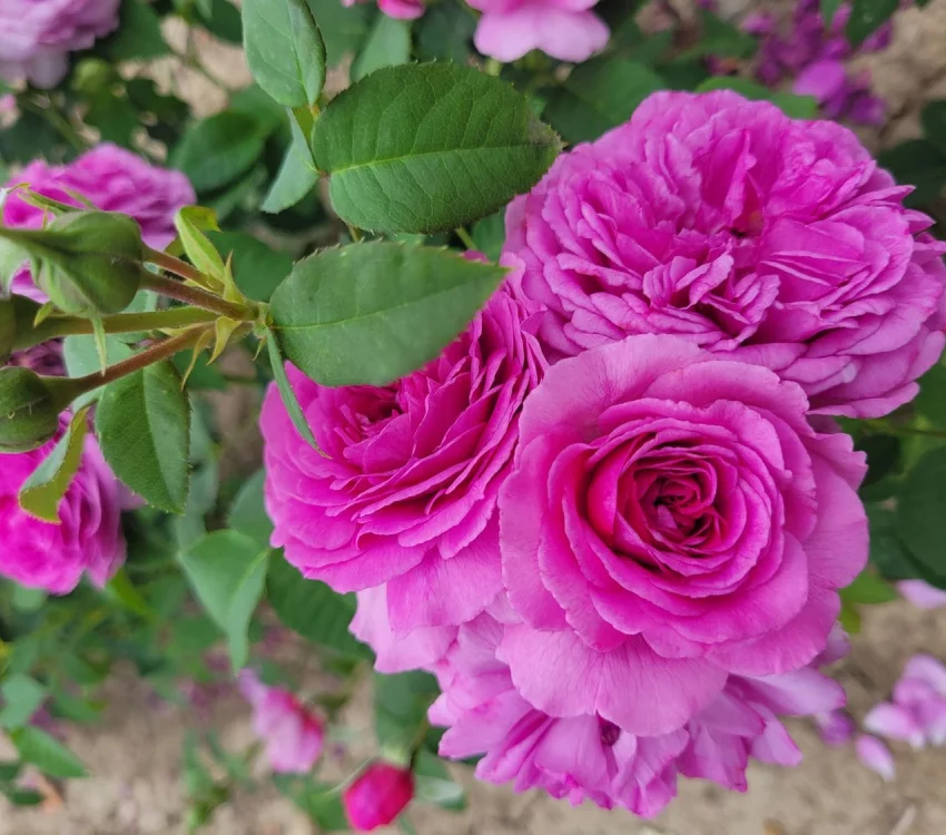 Rosier La pyramide Fernand Point® Orapriki - Rosiers arbustifs