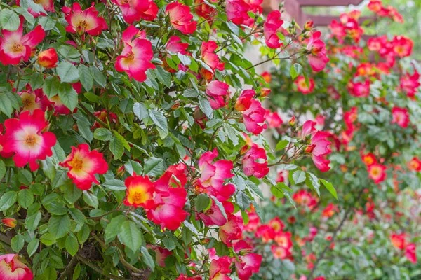 Rosier Cocktail® Meimick - Rosiers grimpants