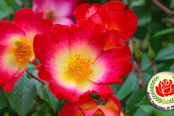 Rosier Cocktail® Meimick - Rosiers grimpants