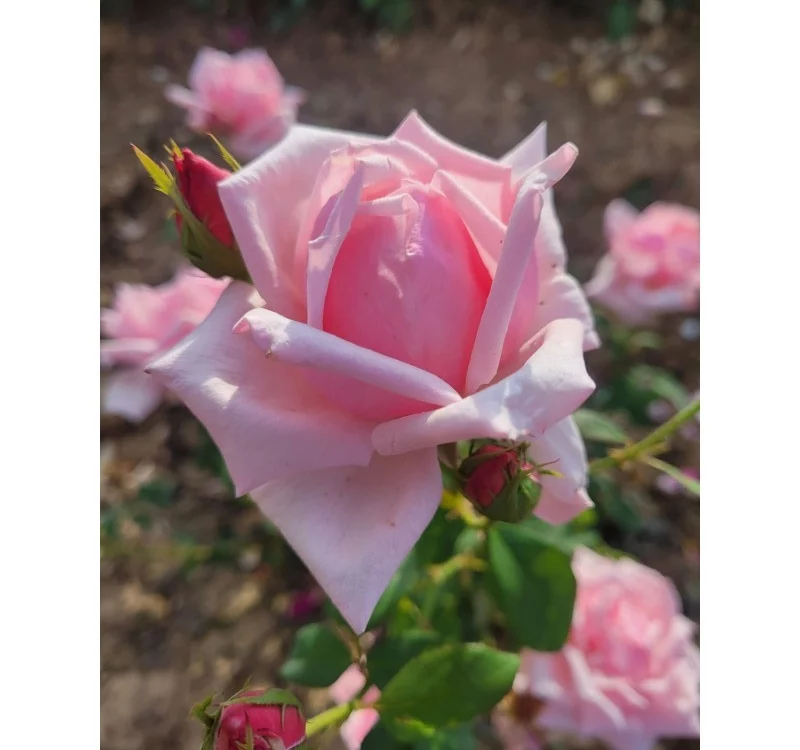 Rosier Général De VAULGRENANT - Rosiers à grandes fleurs