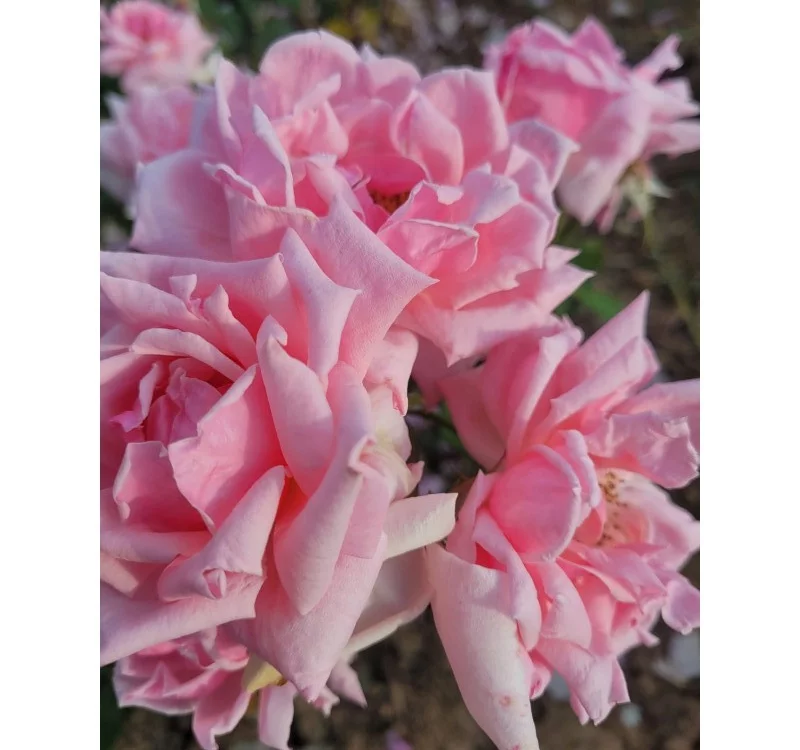 Rosier Général De VAULGRENANT - Rosiers à grandes fleurs