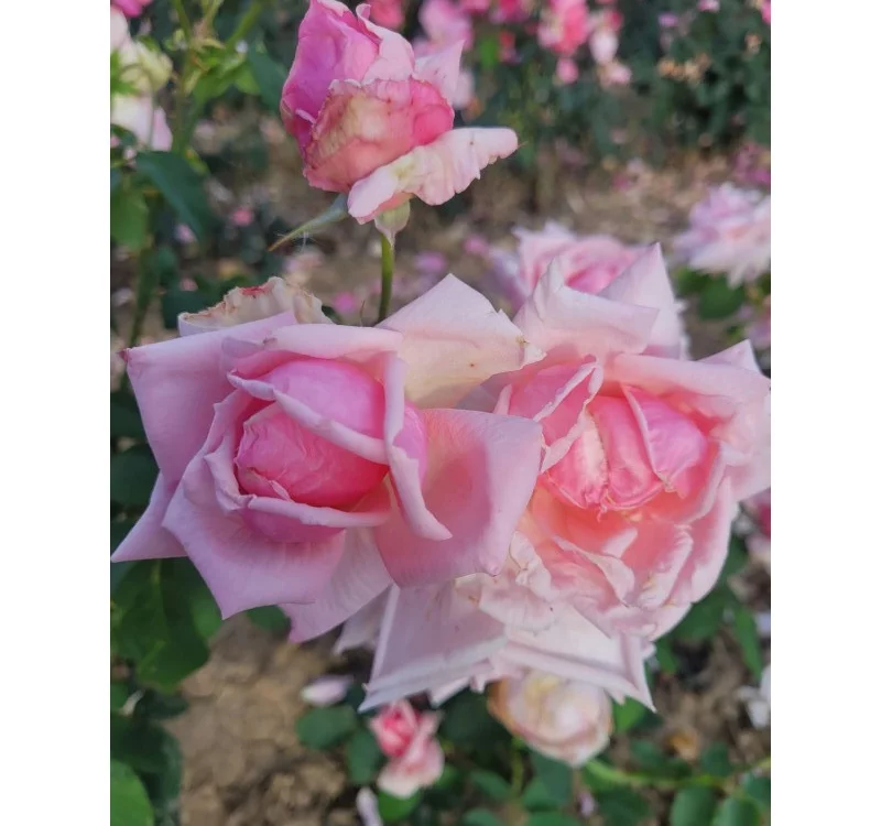 Rosier Général De VAULGRENANT - Rosiers à grandes fleurs