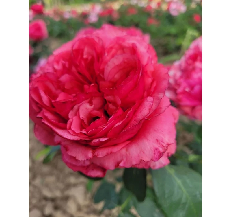 Rosier Audrey FLEUROT® Meicatess - Rosiers à grandes fleurs