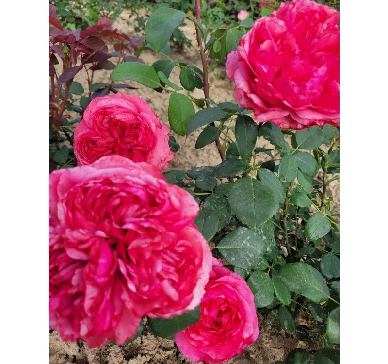 Rosier Audrey FLEUROT® Meicatess - Rosiers à grandes fleurs