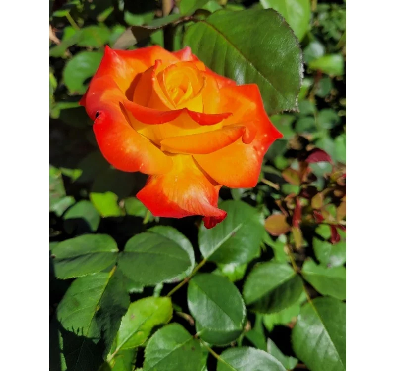 Rosier HENRYANE DE CHAPONAY® Ora 351 - Rosiers à grandes fleurs