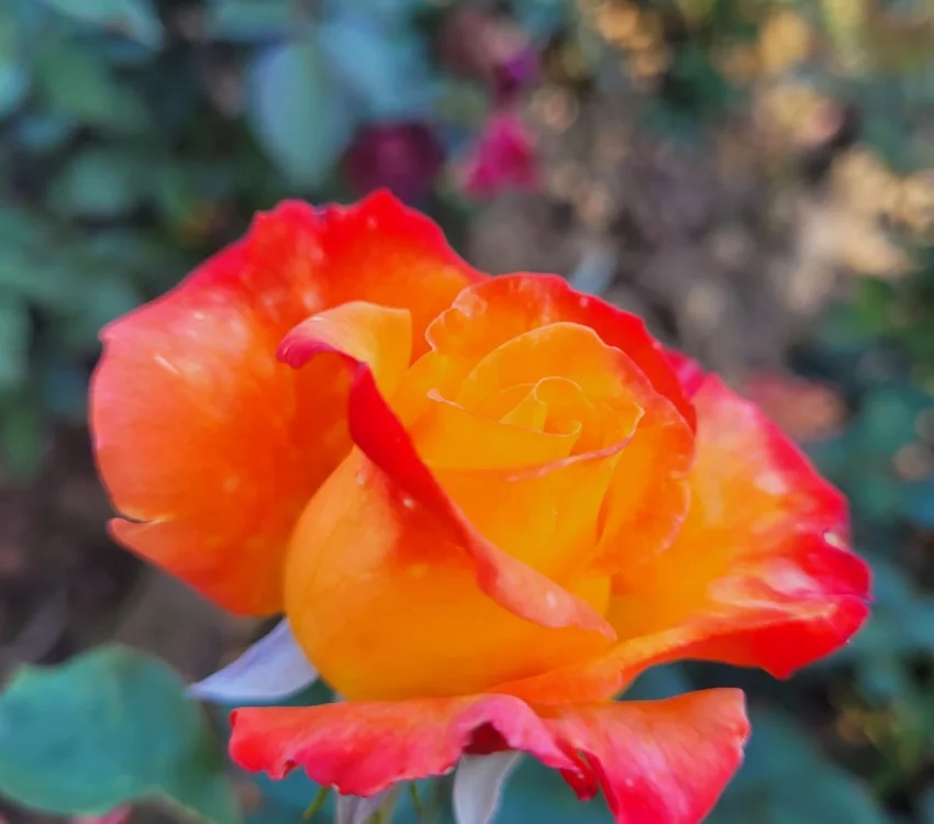 Rosier HENRYANE DE CHAPONAY® Ora 351 - Rosiers à grandes fleurs