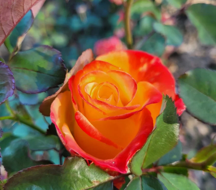 Rosier HENRYANE DE CHAPONAY® Ora 351 - Rosiers à grandes fleurs