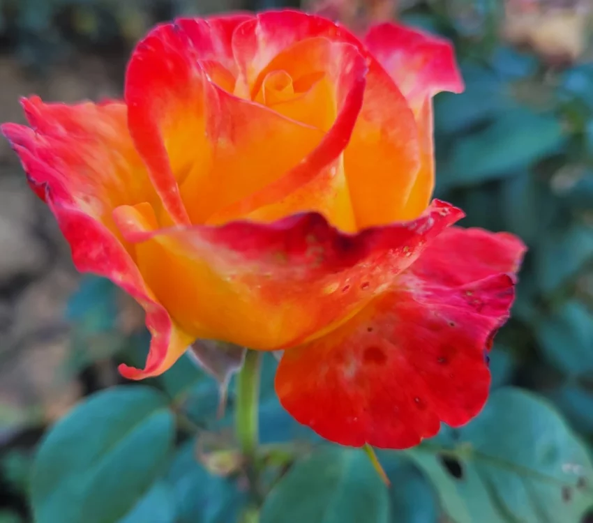 Rosier HENRYANE DE CHAPONAY® Ora 351 - Rosiers à grandes fleurs