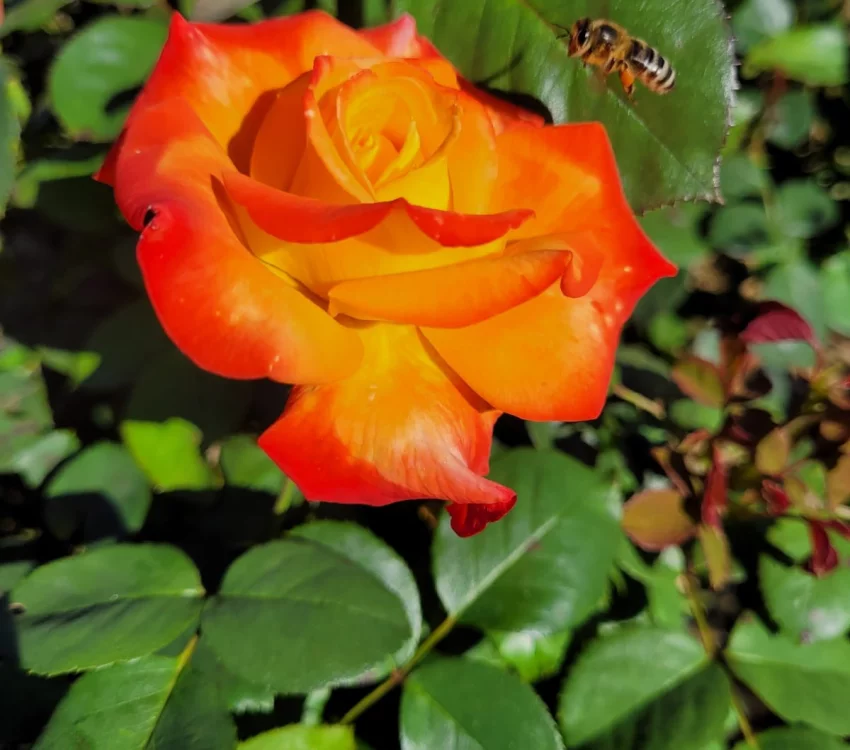 Rosier HENRYANE DE CHAPONAY® Ora 351
