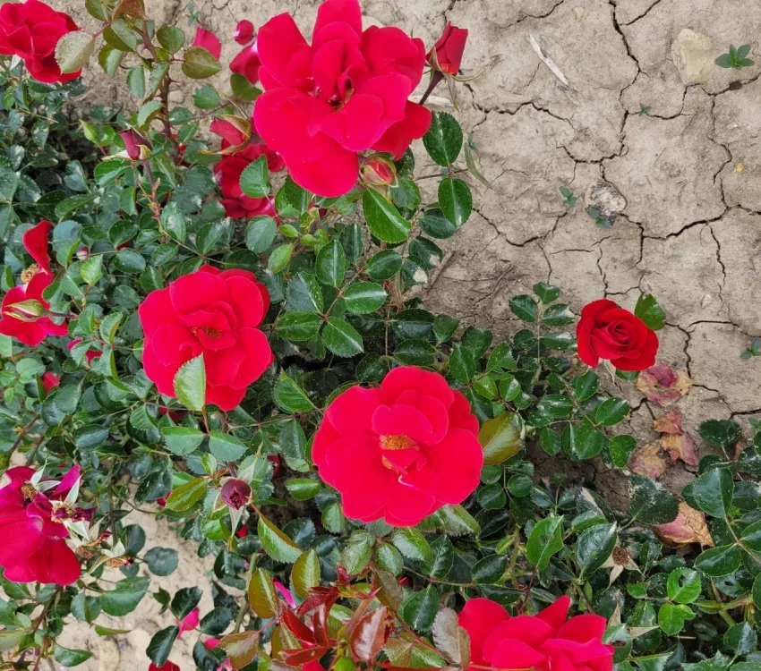 Rosier New VESUVIA® Noa 71680 - Décorosiers