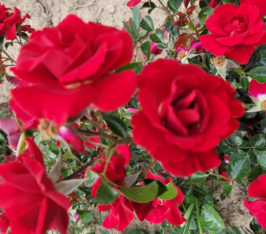 Rosier New VESUVIA® Noa 71680