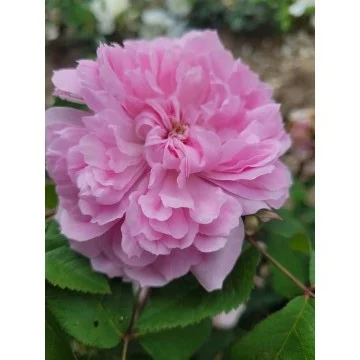 Rosier ANCIEN Jacques Cartier