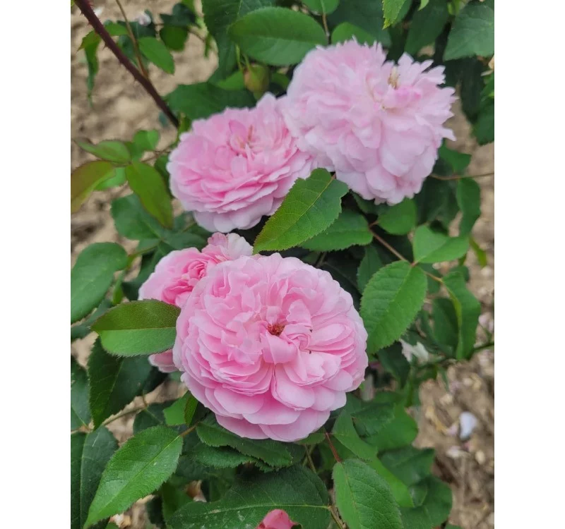 Rosier ANCIEN Jacques Cartier - Rosiers à grandes fleurs