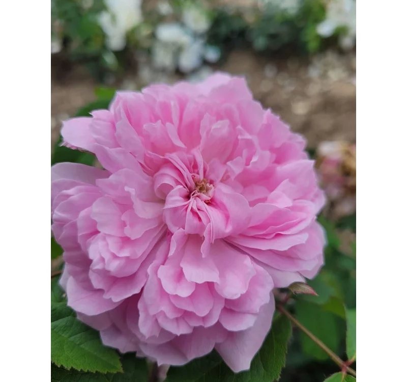 Rosier ANCIEN Jacques Cartier - Rosiers à grandes fleurs