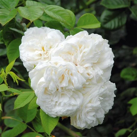 Rosier Long John Silver - Rosiers lianes (grimpants)