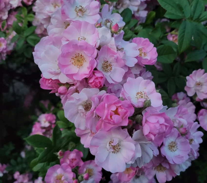 Rosier Merveille
