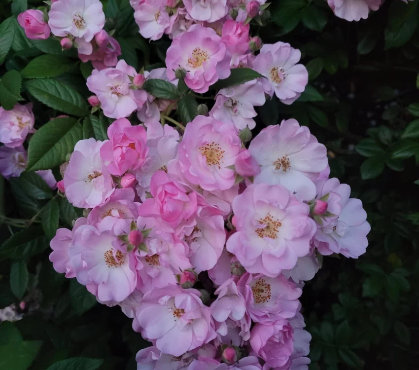 Rosier Merveille - Rosiers lianes (grimpants)