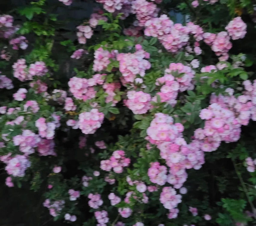 Rosier Merveille - Rosiers lianes (grimpants)